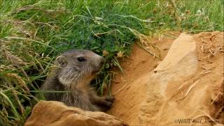 La Marmota Marmota marmota  Groundhog [upl. by Haliak]