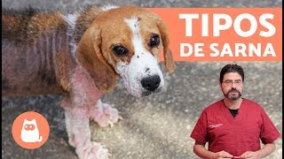 Tipos de SARNA EN PERROS [upl. by Myranda138]