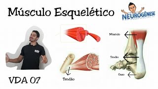 Sistema Muscular  Músculo Estriado Esquelético  Vídeo Aula 07 [upl. by Akinimod794]