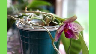 Updates on Phalaenopsis Gigabell gigantea x bellina in Semi Hydroponics  Orchid Care Tips [upl. by Eilssel934]