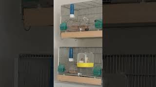 Canarini arricciati padovani e diamanti di Gould al bagno  Canary and Finches Having a Bath birds [upl. by Winterbottom]