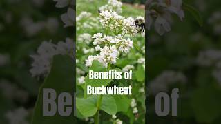 benefits of buckwheat 🌱 [upl. by Yrod]