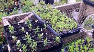 Butterfly Milkweed Tuberosa propagation [upl. by Zampardi381]