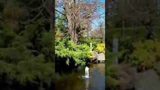 Fitzroy Gardens fitzroy garden melbourne melbourneblogger travel australia melbourneparks [upl. by Hatfield]