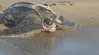 LEATHERBACK TURTLE [upl. by Vezza]