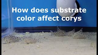 How does substrate color affect corys  cw111 [upl. by Fording]