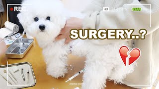 My Dog Gets Surgery [upl. by Ramor320]