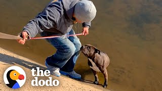 Pittie Rescued from Canal Turns Into a Big Chubby Baby  The Dodo Pittie Nation [upl. by Enajaras]