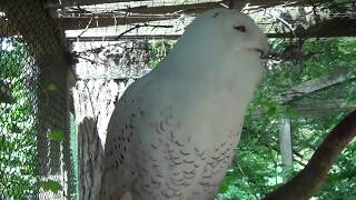 Snowy Owl Hooting [upl. by Rhiana]