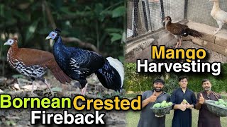 Exploring Bornean Crested Fireback amp Mango Harvesting  Featuring Bornean Chick  Vlog 21 [upl. by Mahgirb]