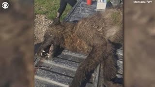 Mystery creature shot in Montana puzzles experts [upl. by Erasme]