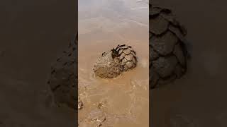 Young Pangolin bathing in mud unseenuniverse [upl. by Natanoy]