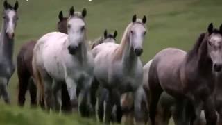 Lipizzan Horses in Jorvik [upl. by Aillij]