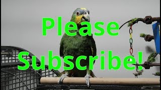 Gabby the Orange Winged Amazon Parrot begging for subscribers [upl. by Funch574]