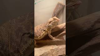 Hornworm didn’t stand a CHANCE beardeddragon leatherback Hornworm feeding [upl. by Rengaw563]