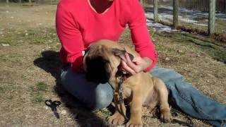 Taping Bullmastiff Ears [upl. by Rains]