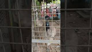 Emu bird  Sapnabithi park naihati [upl. by Territus]