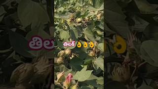 Coreseeds వారి తిలక్ బిజీ 2 [upl. by Notyalk]