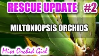 Rescuing Miltoniopsis  Update 2 [upl. by Kristin]