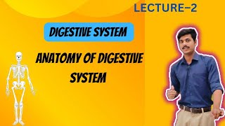 Digestive system 2  Anatomy of Digestive system [upl. by Blackmun772]