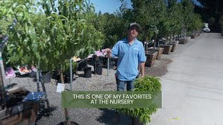 Elberta Peach amp Garden Gold Yellow Miniature Fruit Trees with Jordan  Belmont Nursery Fresno CA [upl. by Reppiks]