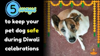 5 ways to keep your pet dog safe during Diwali celebrations [upl. by Baras]