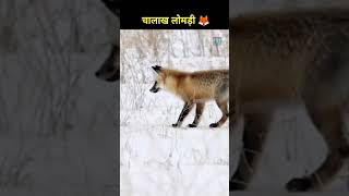 चालाख लोमड़ी shorts fox lomdi viral [upl. by Atiek915]