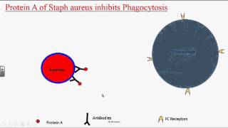 Bacterial Pathogenesis [upl. by Zach]