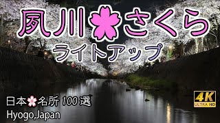 4K 『兵庫🌸桜名所・夙川公園』🌸さくらライトアップ苦楽園🌸～阪急電車と桜の鉄道風景も～ [upl. by Gennifer]