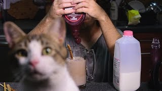 ASMR SALTY CHOCOLATE MILK  먹방  Miso Cat Interruptions 고양이 [upl. by Ociral]