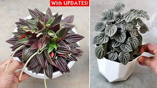 Peperomia Plant CARE 101  BEST Soil Mix Fertilizer Light amp Water Requirements [upl. by Elakram]