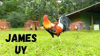 James Uy  Randy Hebron  Poultry Show IGF [upl. by Drice]