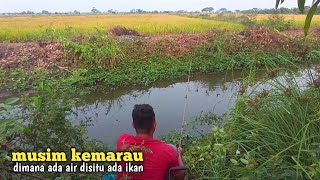 mancing nila liar di parit irigasi tepi jalan raya [upl. by Neztnaj]