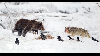 Fight Grizzly Bear and Wolf Encounter  Documentary Full Length [upl. by Azar]