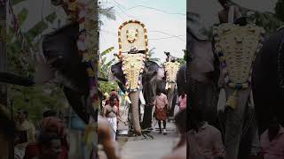 Thiruvanikavu Rajagopalan  Aana  Keralam  aana aanapremi elephant Elephant animals love [upl. by Zaraf661]