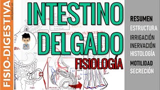 FISIOLOGIA INTESTINAL INTESTINO DELGADO ESTRUCTURA SECRECIÓN Y MOTILIDAD irrigación inervación [upl. by Daht]