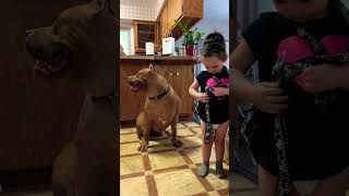 Nanny dog xlbully dogbreed shortsvideo [upl. by Notnilc]