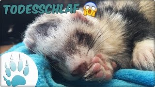 Frettchen im Todesschlaf  Ferret Deadsleep  Sazus Fellnasen [upl. by Dulcle436]