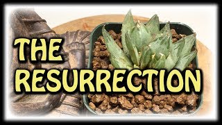 REVIVING DYING SUCCULENTS PLANTS  RESCUED HAWORTHIA UPDATE  NEW OFFSET [upl. by Aliehc]