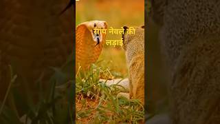 तू नाच मैं गांव छेड़ मिलनके गीतsnake music cobra वायरलsong [upl. by Haissem]