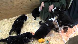 Bears Bernese Mountain Dog Puppies 41 days old [upl. by Onyx]