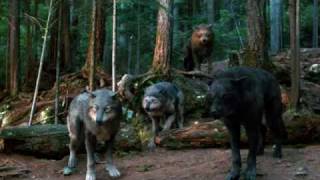 Quileute Wolf Pack [upl. by Nnauol802]