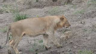 Lions of Gujarat  Gir National Park Gujarat  2023 [upl. by Brinson]