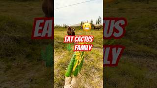 He eat cactus 🌵 family CamelEating CactusLovers [upl. by Quackenbush663]