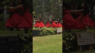 Timeless Hula Hālau Ka Lehua Pua Kamaehu [upl. by Gussy880]