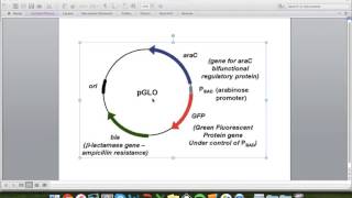 pGLO Plasmid Functions [upl. by Nirik]