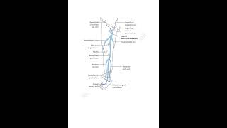 Great and small saphenous vein📝 trending mbbslife lowerlimb anatomy medicalconcepts28 [upl. by Singleton]