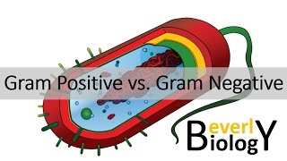 Gram Positive vs Gram Negative Bacteria [upl. by Megan518]