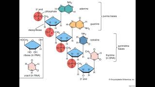 polymerization of nucleotide [upl. by Thom]