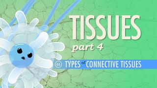 Tissues Part 4  Types of Connective Tissues Crash Course Anatomy amp Physiology 5 [upl. by Bull870]